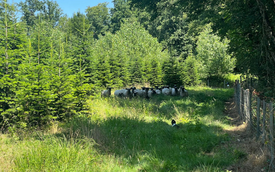 Le Sapin de Noël Naturel : Un Piège à CO₂