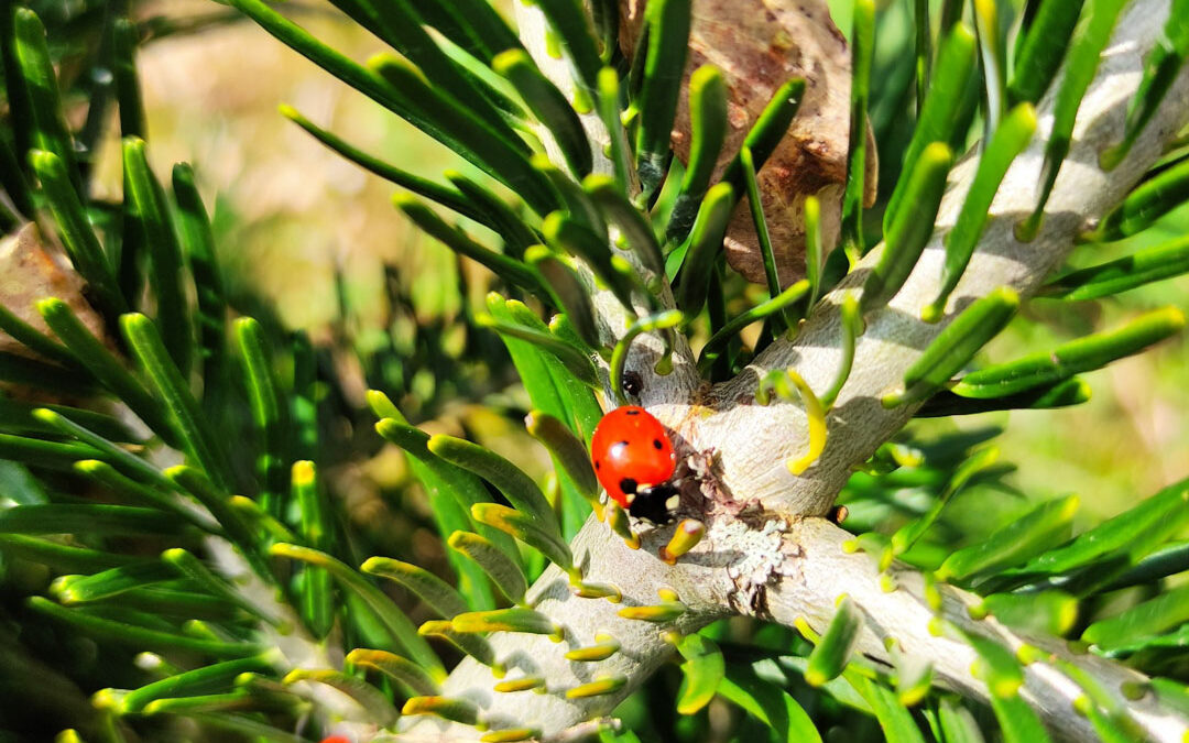 Sapin de Noël et Biodiversité : Un Écosystème Vivant et Riche