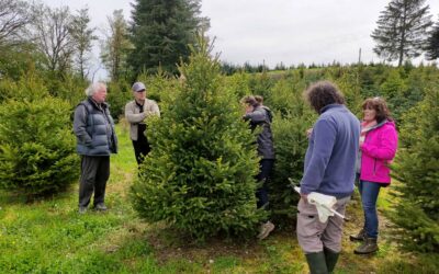 Pourquoi choisir un sapin de Noël français ?