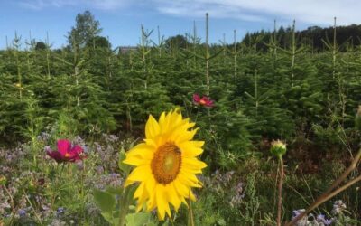 Monoculture ou biodiversité gérée ? La réalité des producteurs